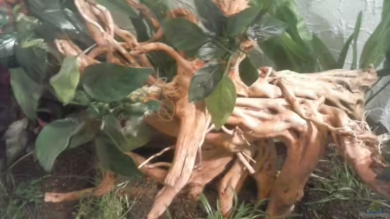 Anubias barteri var. nana - Zwergspeerblatt, auf roter Moorwurzel festgebunden. Besonders von Schnaeuf (10)