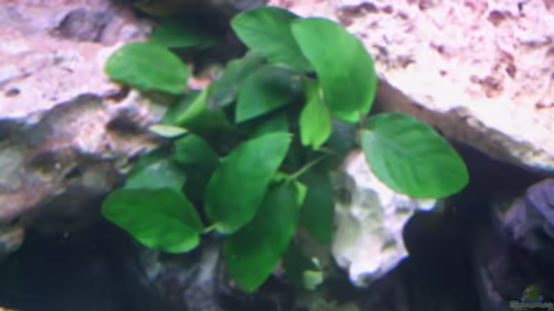 Anubias barteri var. nana - Zwergspeerblatt von Jan Kaun (7)