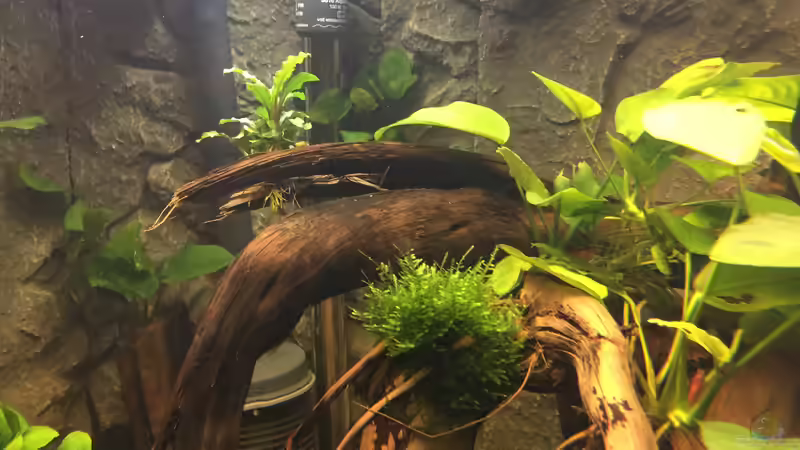 Anubias barteri var. nana, Anubias barteri, Bucephalandra spec. Wavy Leaf, Taxiphyllum ???Spiky??? von Danny (19)