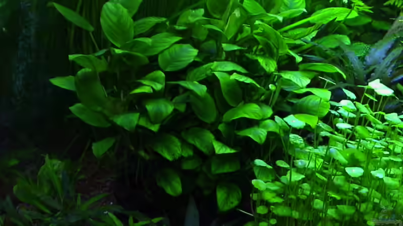 Anubias barteri var. Nana, auf Wurzel von Alexander Müller (6)