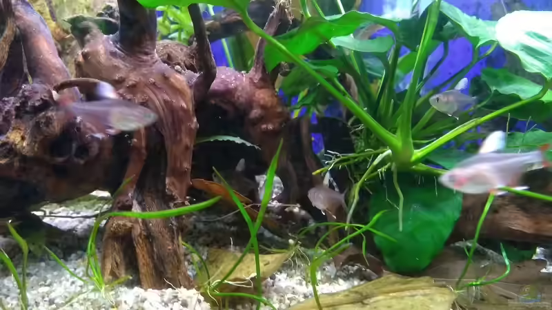 Anubias barteri var. nana, Helanthium tenellum von Acki50 (16)