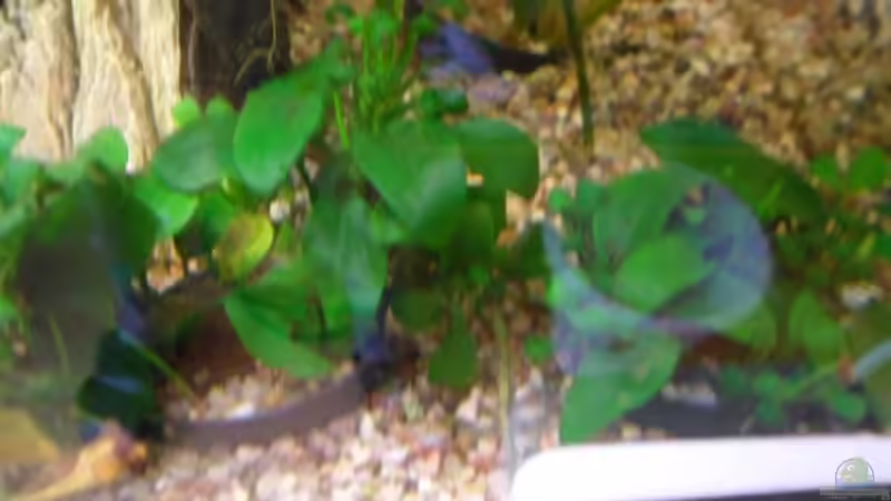 Anubias barteri var. Nana  von McCena (6)