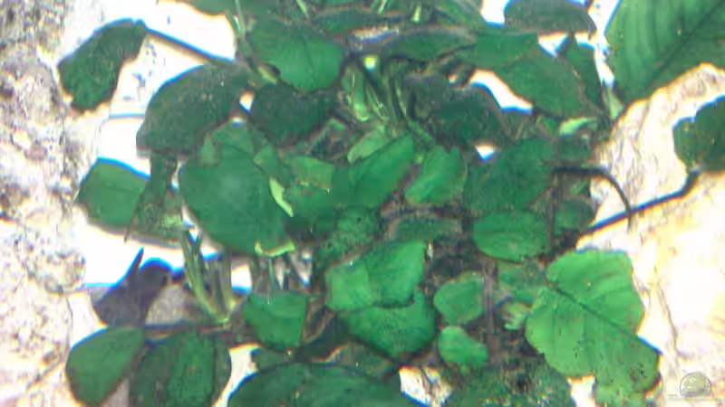 Anubias barteri var. nana ( Zwergspeerblatt ) von Roland Figura (4)