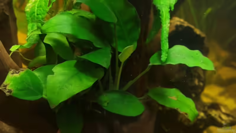 Anubias barteri var. nana 1 von Johannes L. (14)