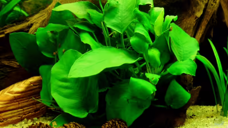 Anubias barteri var. nana 19.12.10 von ~Marco~ (25)