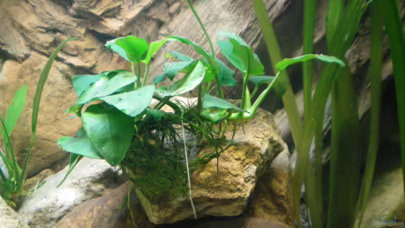 Anubias barteri var. nana (28.08.2012) von Falk Bellmann (18)