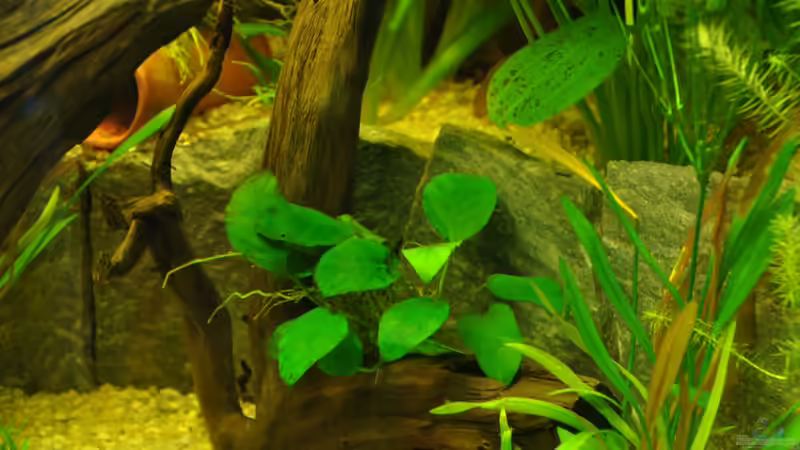Anubias barteri var. nana auf Wurzel von Andy90 (17)