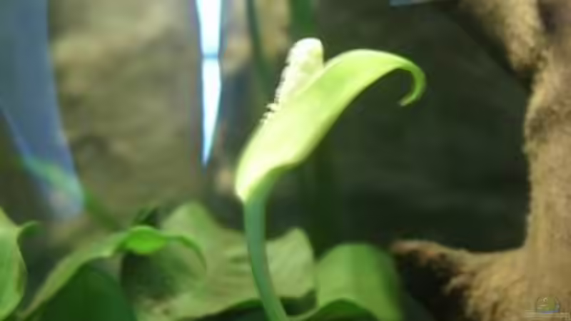 Anubias barteri var. nana Blühte von Miguel (23)