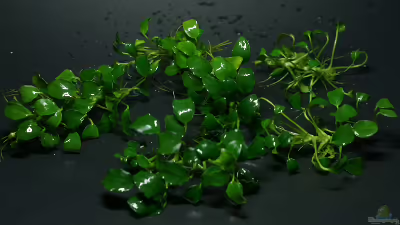 Anubias barteri var. nana Bonsai/Petite von Micha... (21)