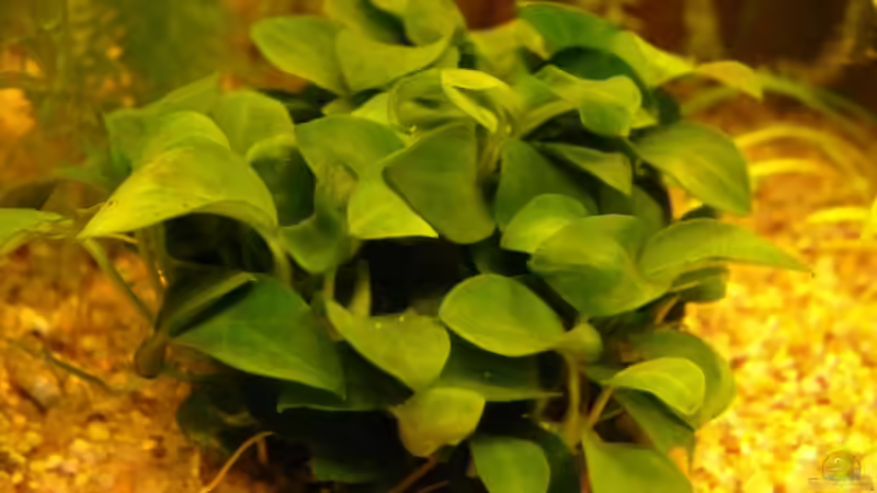 Anubias barteri var. nana bonsai von Der kleine Delfin (8)