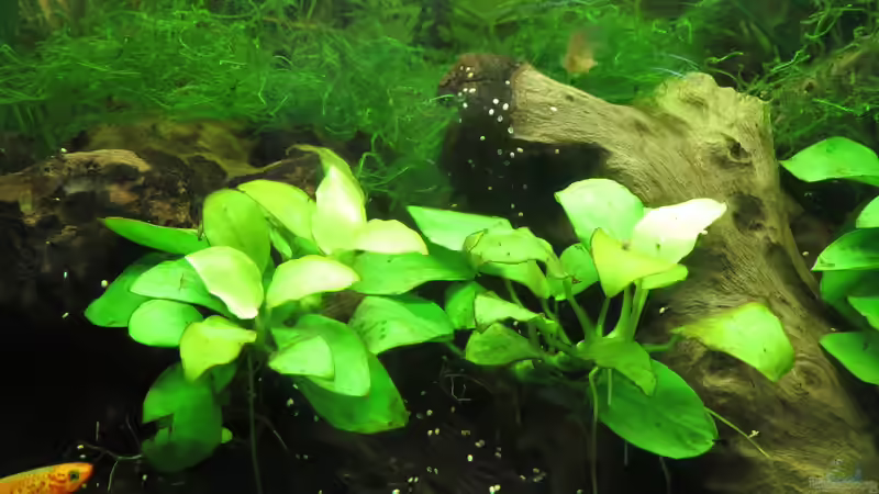 Anubias barteri var. Nana ´Gold´ (dahinter Polster aus Flammenmoos, Taxiphyllum von misch (9)