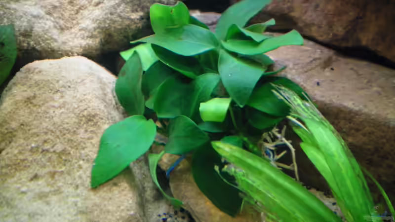 Anubias barteri var. nana ´Petite´ (28.08.2012) von Falk Bellmann (19)