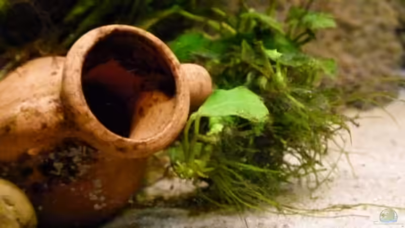 Anubias barteri var. nana petite von Malawilike (3)