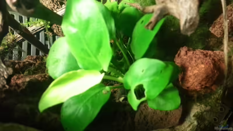 Anubias barteri var. nana ´Petite´ von Zomic (18)