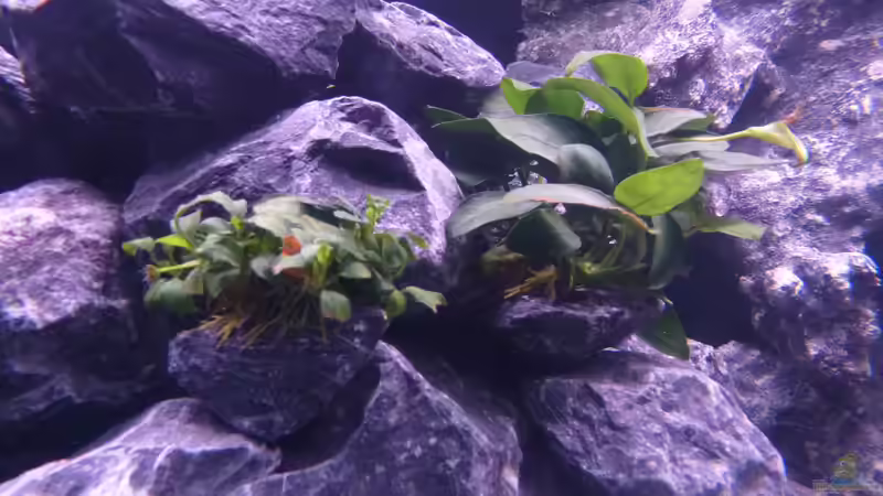 Anubias Barteri var. nana rechts & bonsai links von EvilChicken (10)