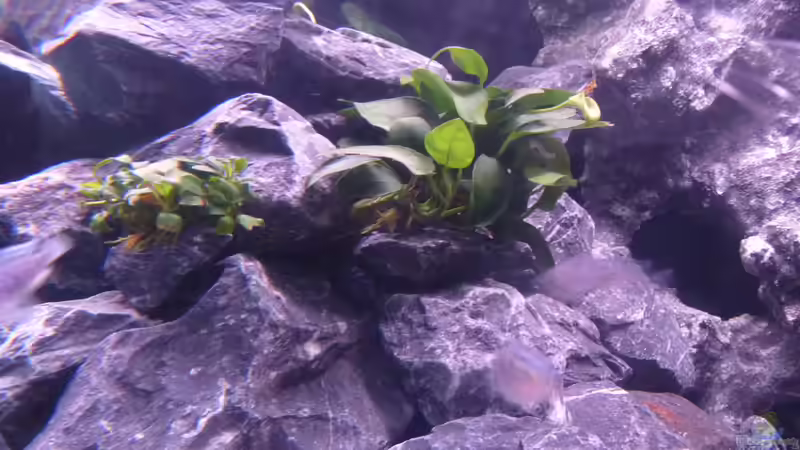 Anubias Barteri var. nana rechts & bonsai links von EvilChicken (14)