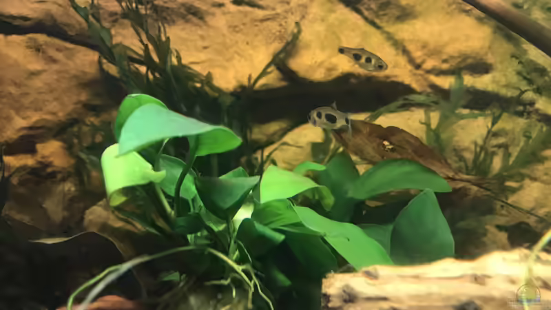 Anubias barteri var. nana von Bessey (6)