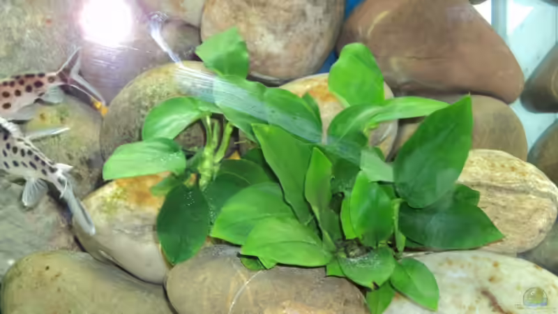 Anubias barteri var. nana von Claudio Zeitler (2)