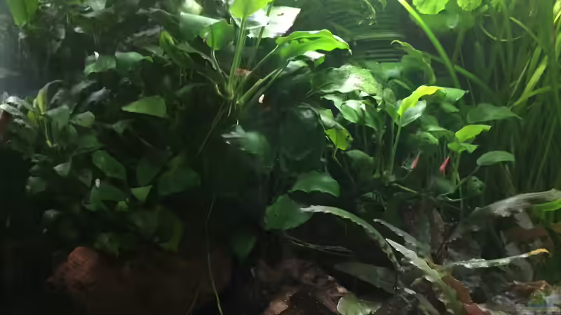 Anubias barteri var. nana von Danny (13)