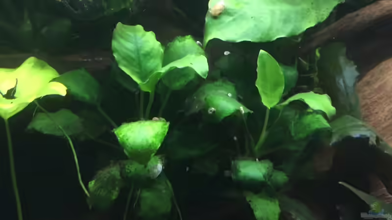 Anubias barteri var. nana von Danny (24)