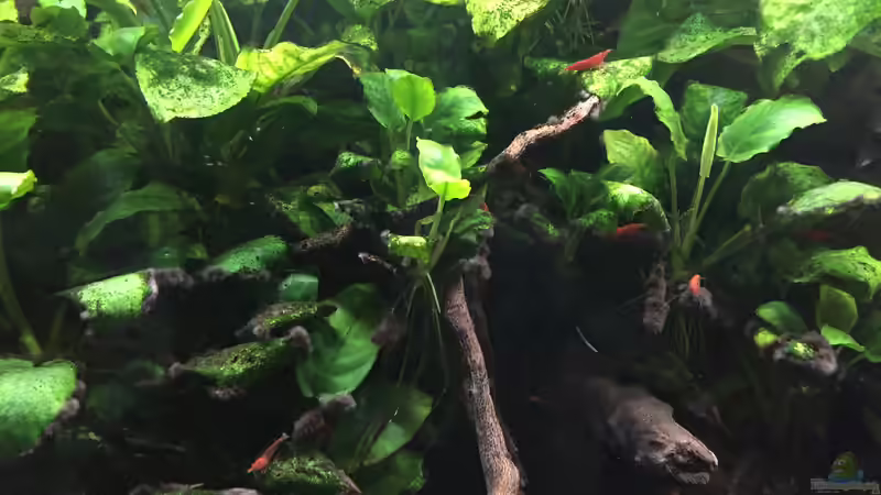 Anubias barteri var. nana von Danny (28)