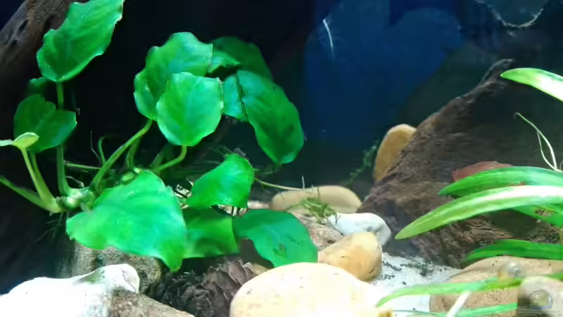 Anubias barteri var. nana von David Schneider Aquaristik (15)