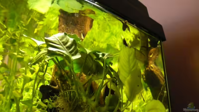 Anubias barteri var. nana von Der kleine Delfin (4)