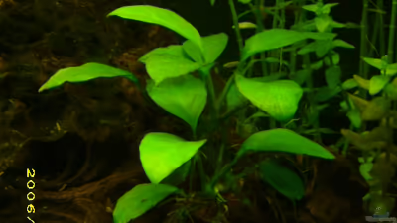 Anubias barteri var. nana von Florian Sauer Wehinger (5)