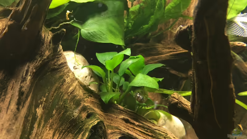 Anubias barteri var. nana von Harald Kästner (6)