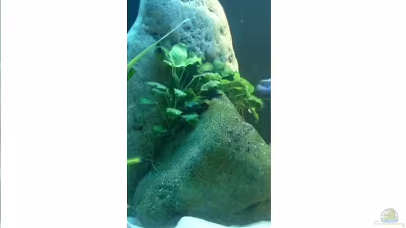 Anubias barteri var. nana von Helgo Jacob (7)