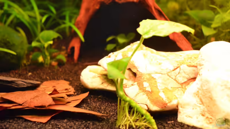 Anubias barteri var. nana von Jan Marc (3)