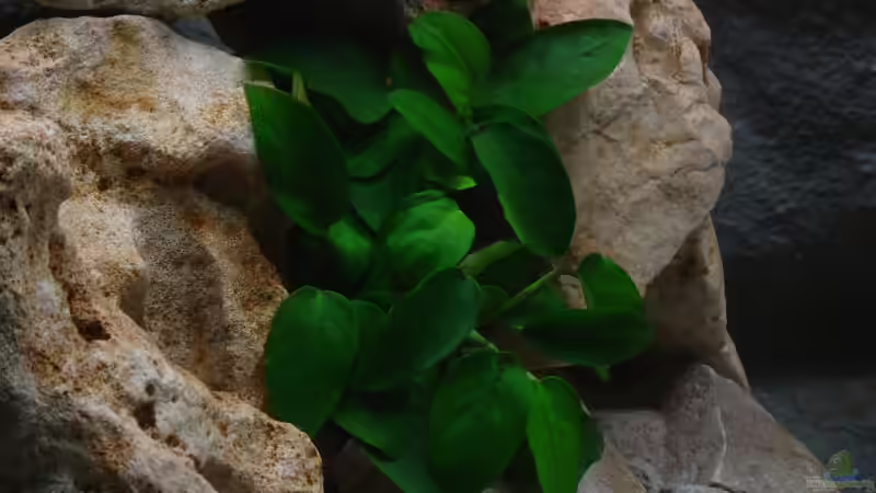 Anubias barteri var. Nana von Jan Scherrle (4)