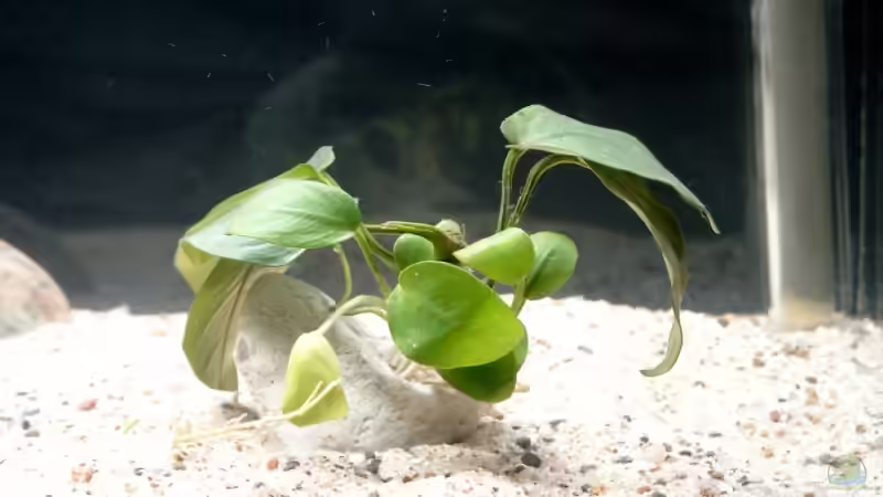 Anubias barteri var. nana von Johannes Loers (2)