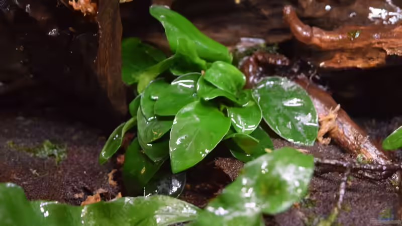 Anubias barteri var. nana von Junglist (19)