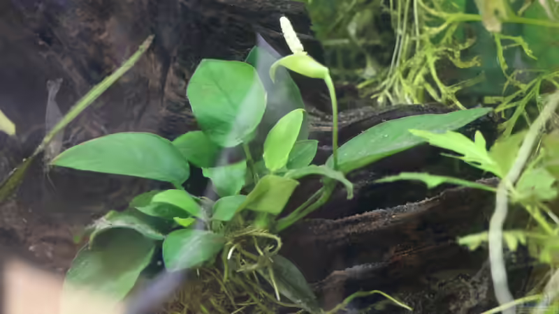 Anubias barteri var. nana von kielerteam (5)