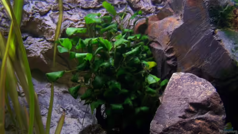 Anubias barteri var. nana von Maik (5)