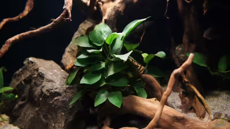 Anubias barteri var. nana von Mario Köppl (12)