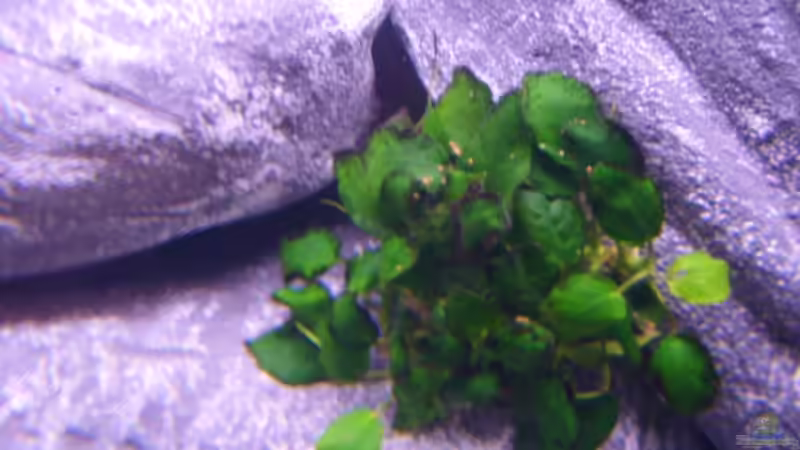 Anubias barteri var. nana von Michael J. (5)