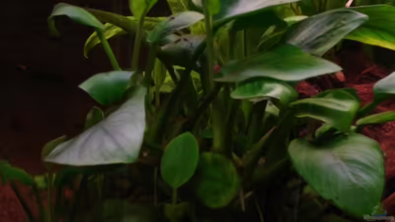 Anubias barteri var. nana von Michael Z. (8)