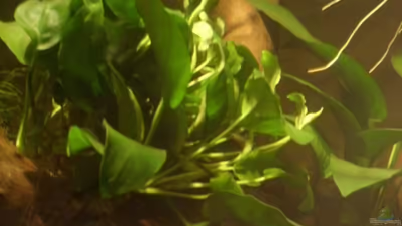 Anubias barteri var. nana von Miguel (15)