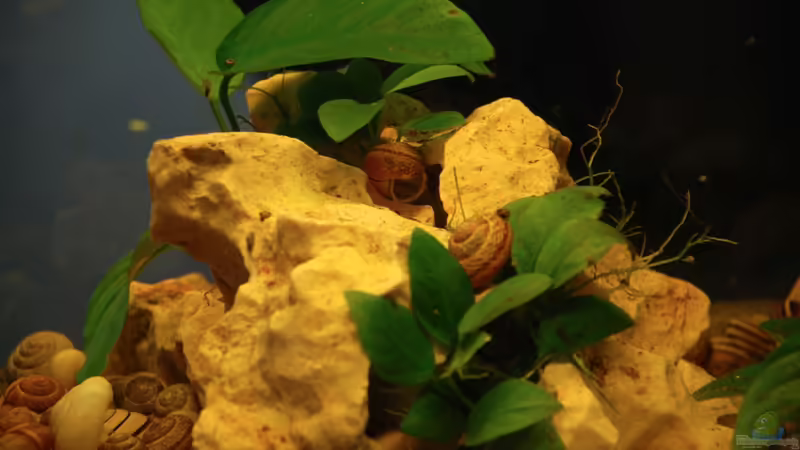 Anubias barteri var. ´nana´ von Quyrill (4)