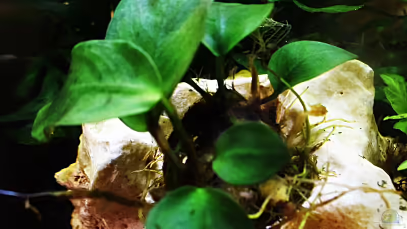 Anubias barteri var. nana von Sarah_Schneider (11)