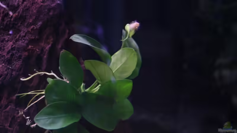 Anubias barteri var. nana von StefanE. (6)