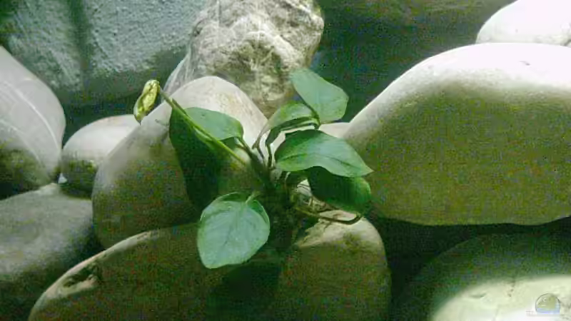 Anubias barteri var. nana von Steve Röhning (6)