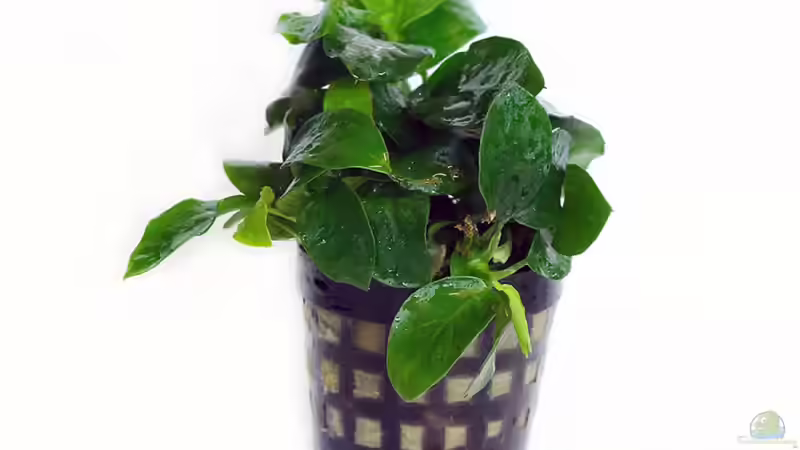 Anubias barteri var. nana von Thomas u. Gabriele P. (26)