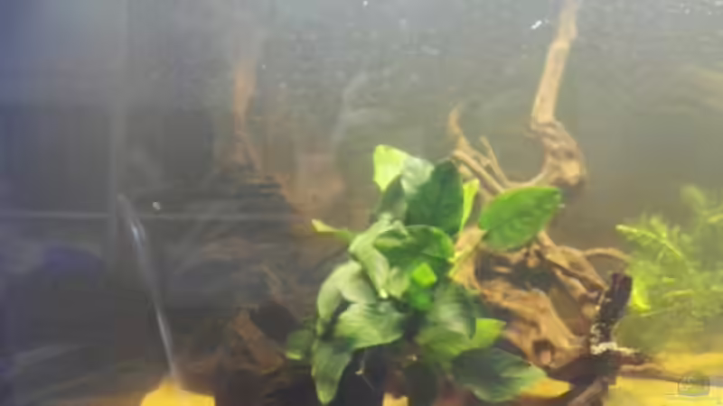 Anubias barteri var. nana von Tom (2)