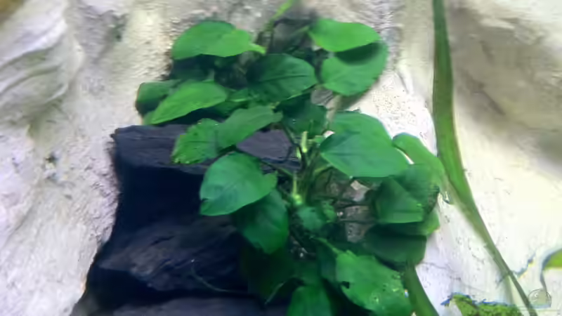 Anubias barteri var. nana von Yejo (11)