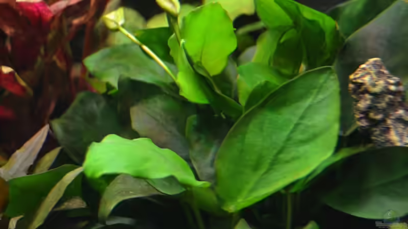 Anubias barteri var. nana XXL von DonTango (8)