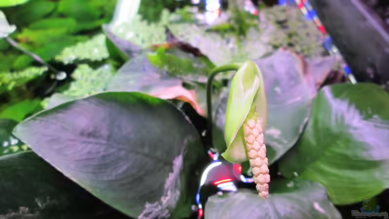 Anubias barteri var. nana-Zwergspeerblatt