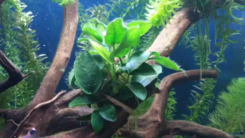 Anubias barteri var. nana (Zwergspeerblatt) von Andy1904 (4)